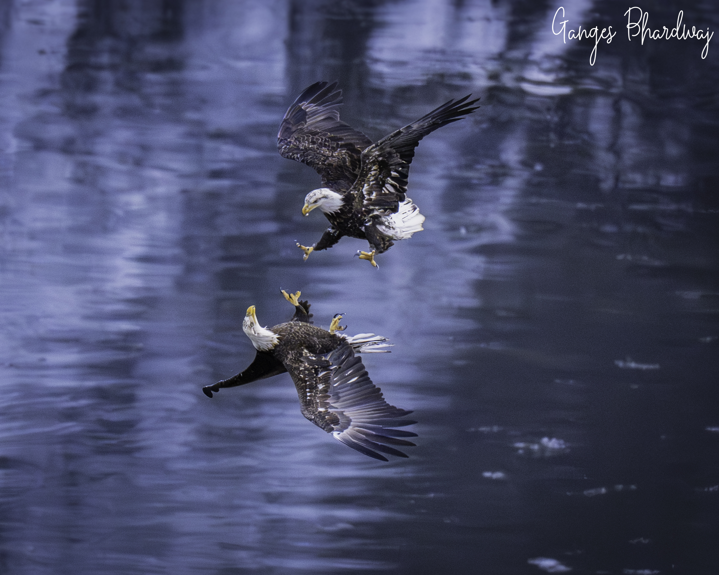 Wildlife photograph, photographed by Ganges Bhardwaj